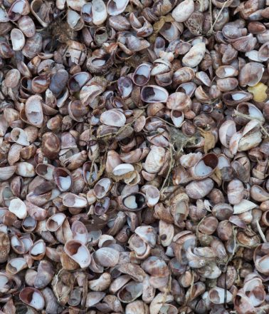 A small patch of beach covered with clean shells